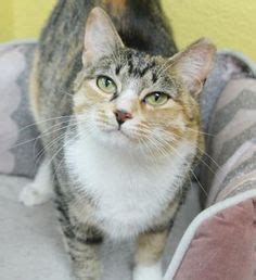 waggin tails benbrook texas|Waggin' Tails Adoption Center in Fort Worth, TX 76126 .